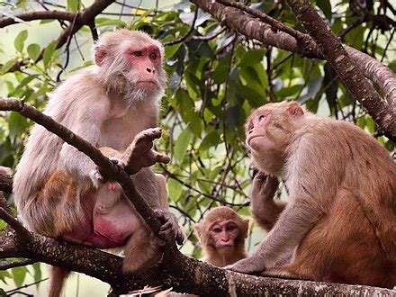Макака-резус - Rhesus macaque - qaz.wiki