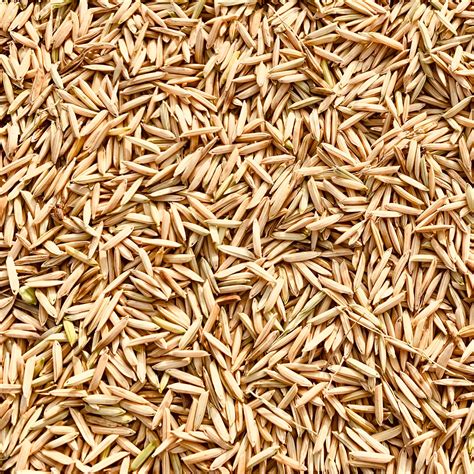 how to grow paddy 5