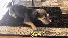 Doggie Style Gif GIFs | Tenor