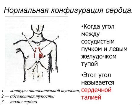 Перкуссия сердца - презентация онлайн