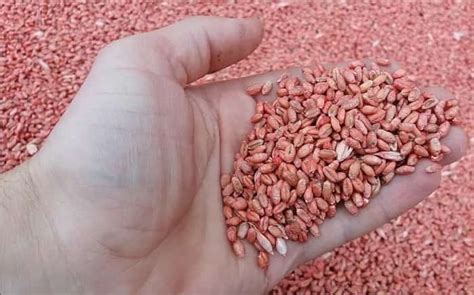 Протравители семян: применение, препараты, как выбрать — Fertilizer Daily