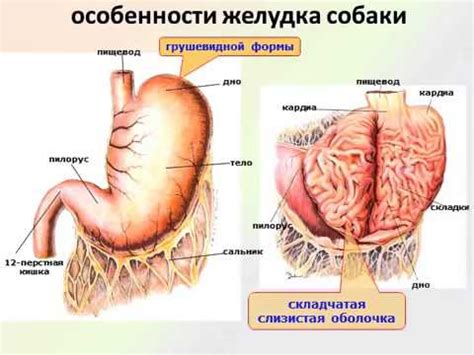 анатомия пищевода и желудка - YouTube