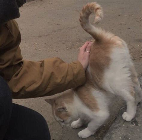 Пин от пользователя m o n y на доске c a t😻 | Милые котики, Котята ...