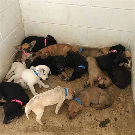 Doodle Rock Rescue – Dallas TX