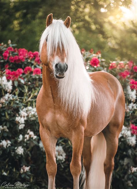 heste celina dreyer photography