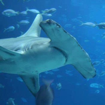 What do Hammerhead Sharks Eat?