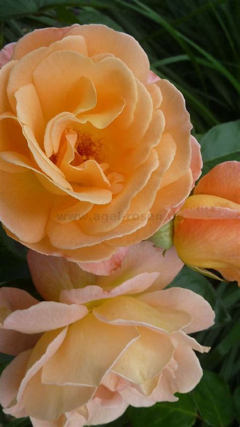 Buy Crown Princess Margareta ® – English Rose – AGEL ROSEN