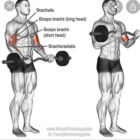 Low Pulley Curl by Stephanie Franklin - Exercise How-to - Skimble