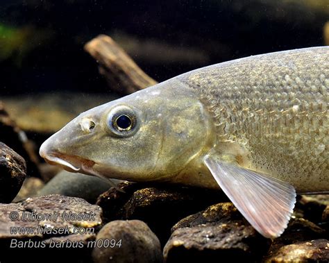 Barbus barbus Common Barbel Parma obecná Barbe Barbeau commun ...
