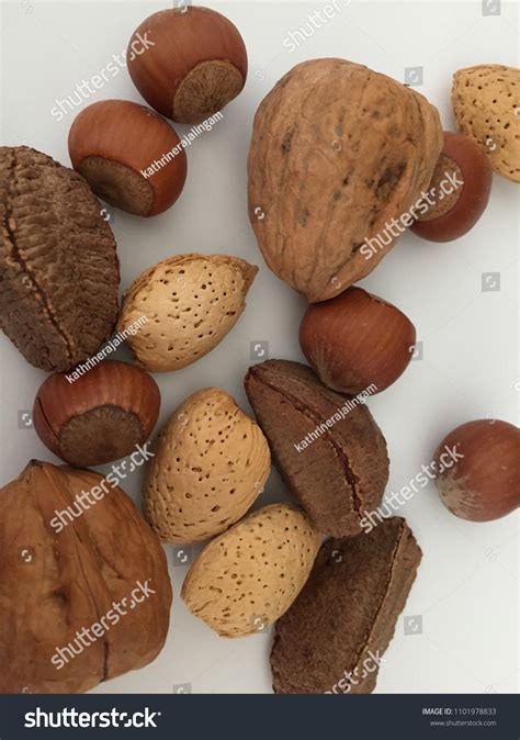 penang malaysia    nut stock photo  shutterstock