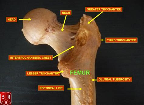 trochanteric fossa  femur trochanteric fossa definition meaning