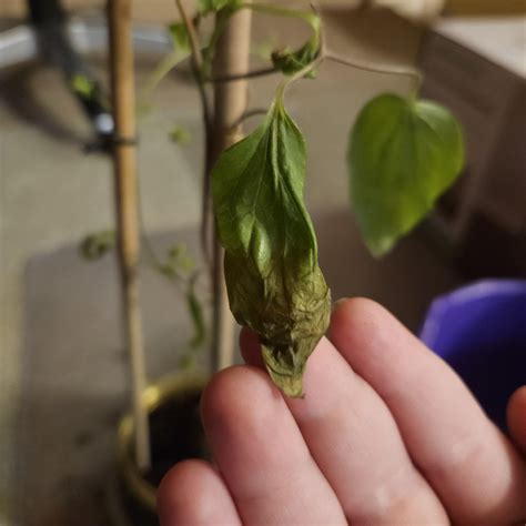 Soggy clematis leaves : r/plantclinic