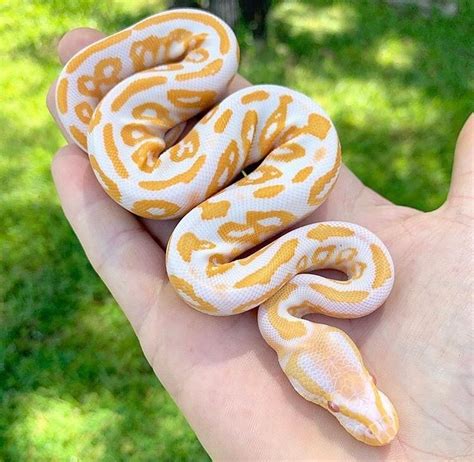 Pin de Nataliya Shishina en Животные | Serpientes, Reptiles, Animales
