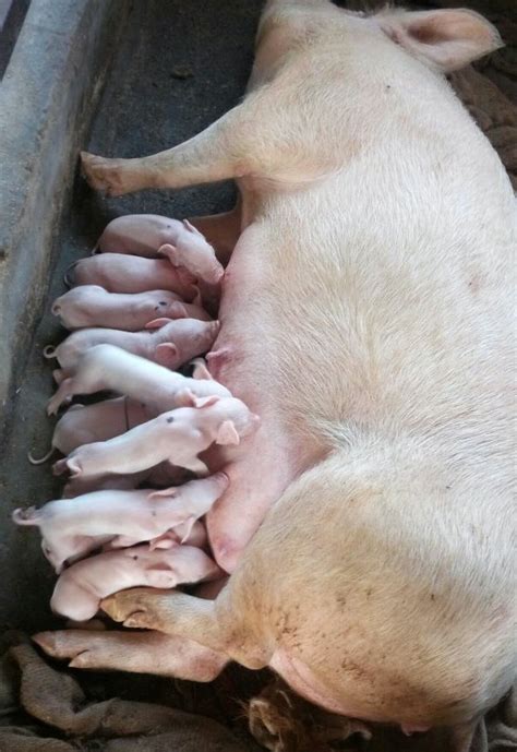 Pregnant Pig Farm at ₹ 12000/unit | Domesticated White Pig in Lucknow ...