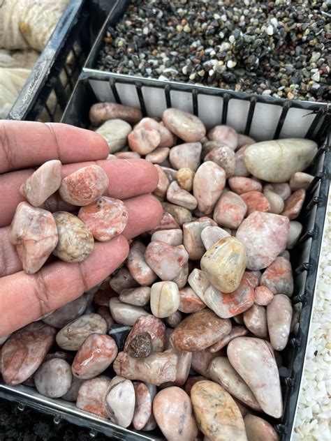 🪨🪴🌵 Arregla tus plantas con las mejores... - Cactaceas México