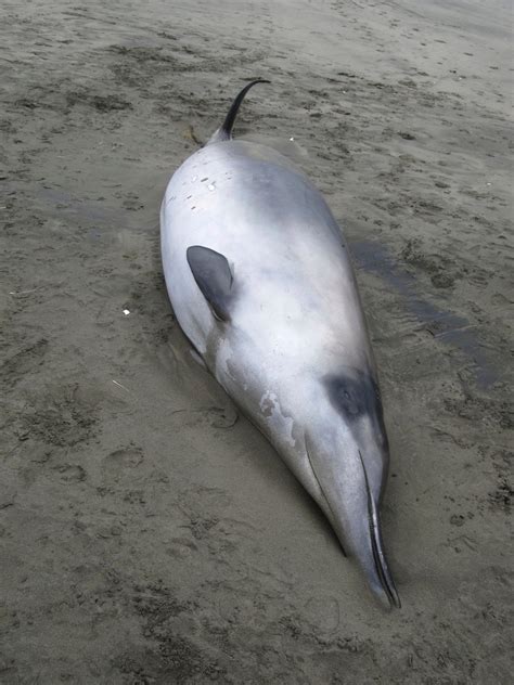 Rare Spade-Toothed Beaked Whale Found in New Zealand - Business Insider