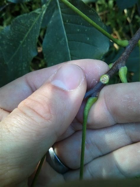 WAFER-ASH - PTELEA TRIFOLIATA | The UFOR Nursery & Lab
