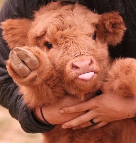 Baby Highland Cow