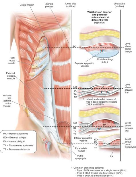 Abdominal Wall Anatomy and Vascular Supply - Clinical Tree