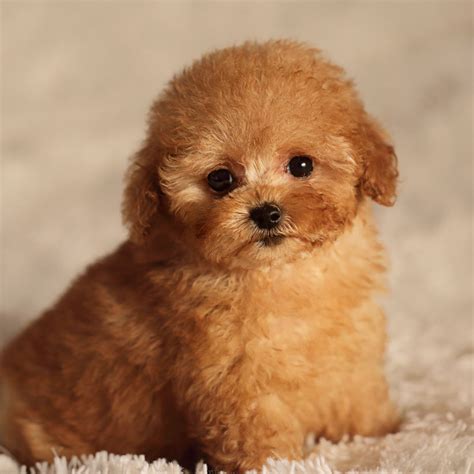 rated poodle puppies  sale  chicago il uptown