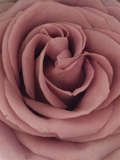 Amnesia rose- mauve pink Amnesia Rose, Mauve Pink, Icing, Garden ...