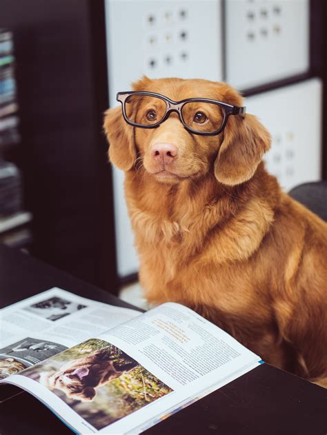 funny dog reading newspaper meme : r/aww