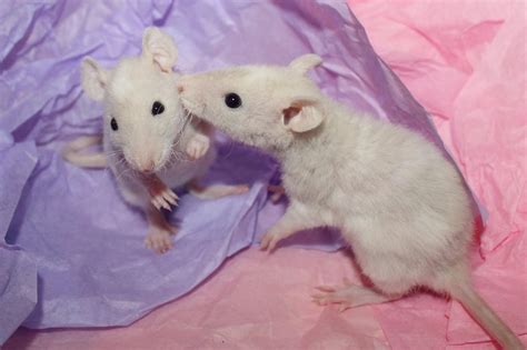 Sweet Kiss! : r/RATS