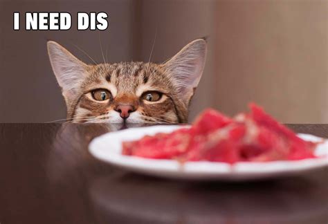 Download Funny Cat Memes Cat Looking At Food Picture | Wallpapers.com