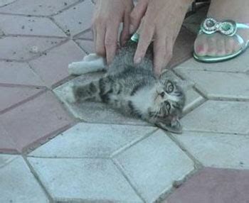 The Cruelty of Crush Videos - Aid Animals