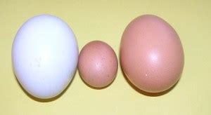 unusual chicken eggs small misshapen chicken keeping secrets