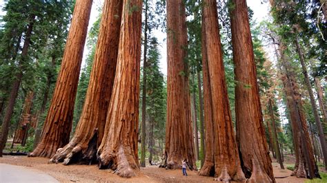 Sequoia National Park turismo: Qué visitar en Sequoia National Park ...