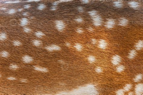 Female sika deer fur texture Cute wild animal concept, brown deer and