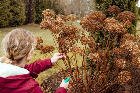 8 Mistakes You Should Never Make With Your Hydrangeas : Secret Life Of Mom