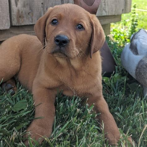 Labrador Retriever Puppies for Sale - Labrador Retrievers for Sale ...