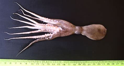 Amphioctopus - Alchetron, The Free Social Encyclopedia