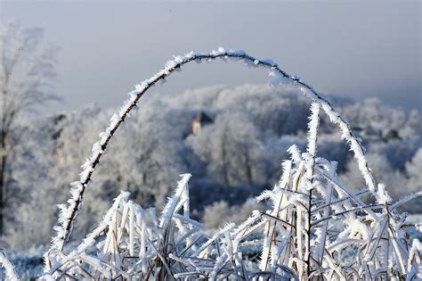 Givre dans le Jura photo et image | les saisons, hiver, vignes Images