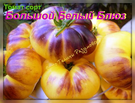 Томат Большой белый блюз: описание сорта, ОТЗЫВЫ (7), фото | tomatland.ru