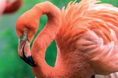 Flamingos - Flamingo Land Resort