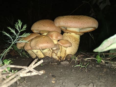 Гимнопил Юноны (Gymnopilus junonius) фото и описание