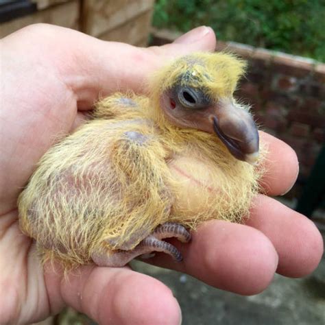 20 Photos Show What Baby Pigeons Look Like - Barnorama
