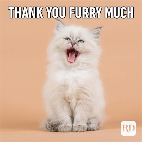 30 Funny Thank You Memes [2022] | Reader's Digest