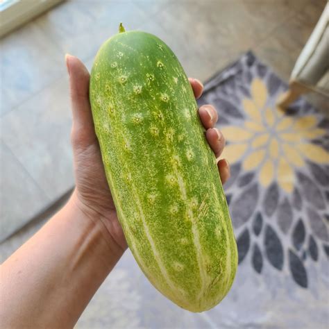 TW Pornstars - Chera . Twitter. Thicc cucumber 🥒. 7:46 PM - 14 Jul 2022