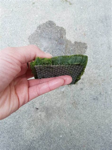 Marimo Moss Carpet on Mesh for Aquarium Planted Tank Fish | Etsy