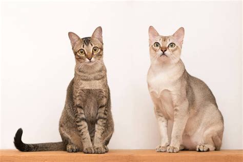 jenis ras kucing kecil  lucu  menggemaskan dipelihara