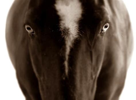 Amazing Horse - Animals & Pets Images & Photos