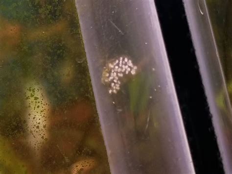 My mystery snails seem to be laying eggs underwater on the glass : r