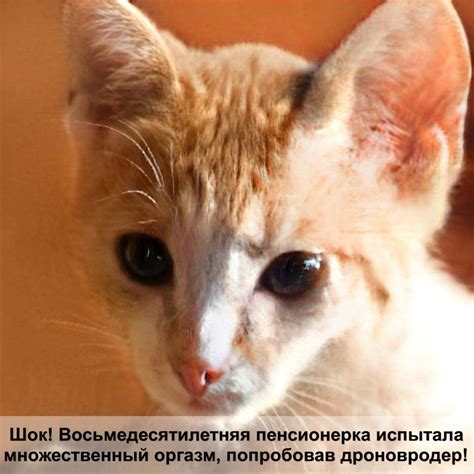 норма сахара в крови у кошек — Postimages