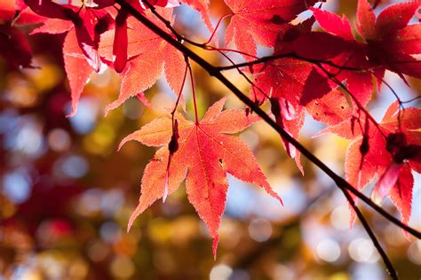 Листья клена осенью (множество фото) - treepics.ru