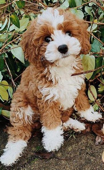 Cockapoo facts the ultimate cockapoo guide – Artofit