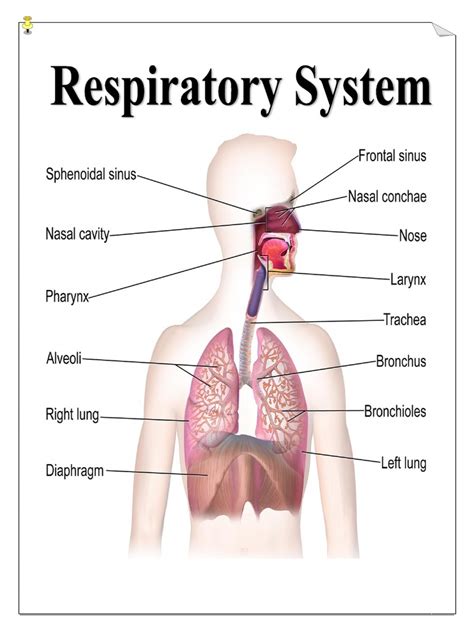 Parts & Function of Respiratory System | Respiratory Tract | Lung